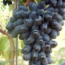 সাইন মাস্কাট