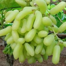 গ্রিন লং