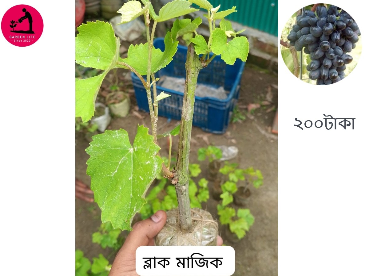 ব্লাক ম্যজিক