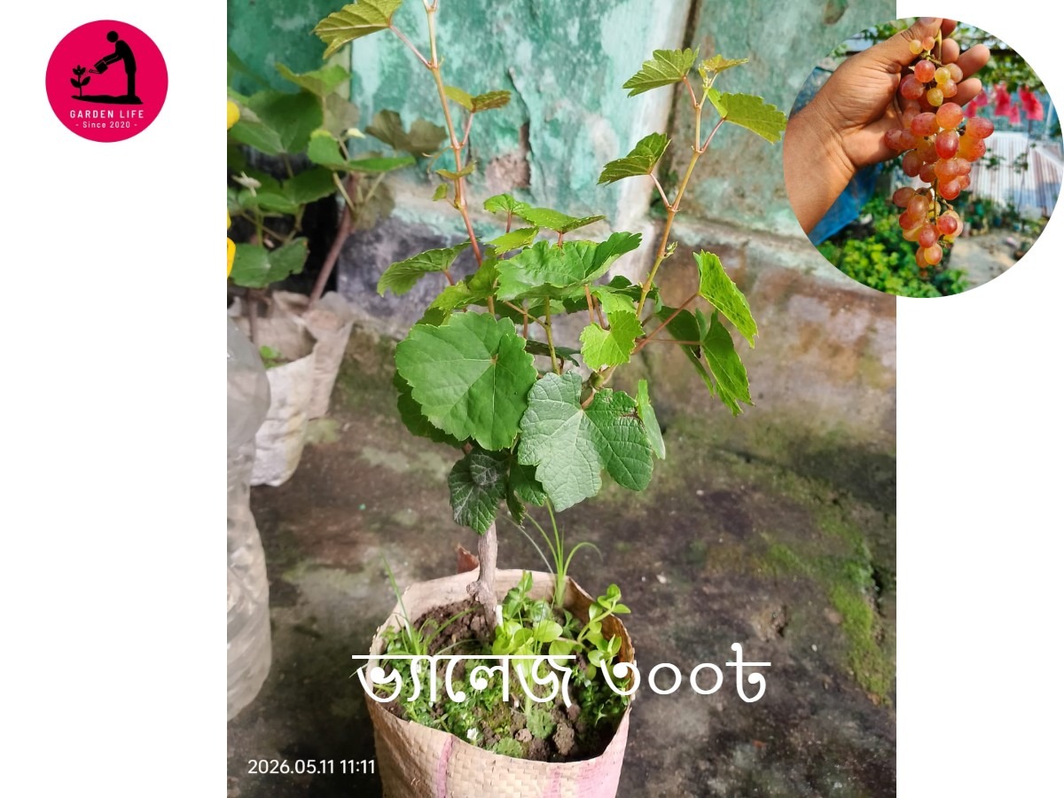ভ্যালেজ