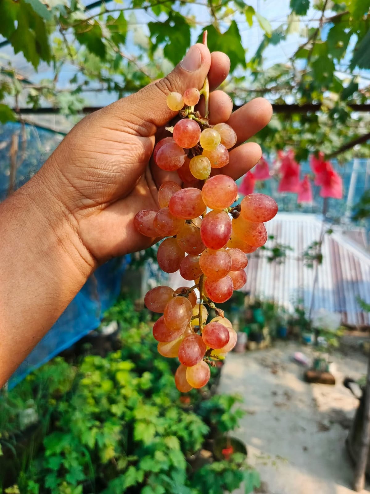 ট্রান্সফিগারেসন
