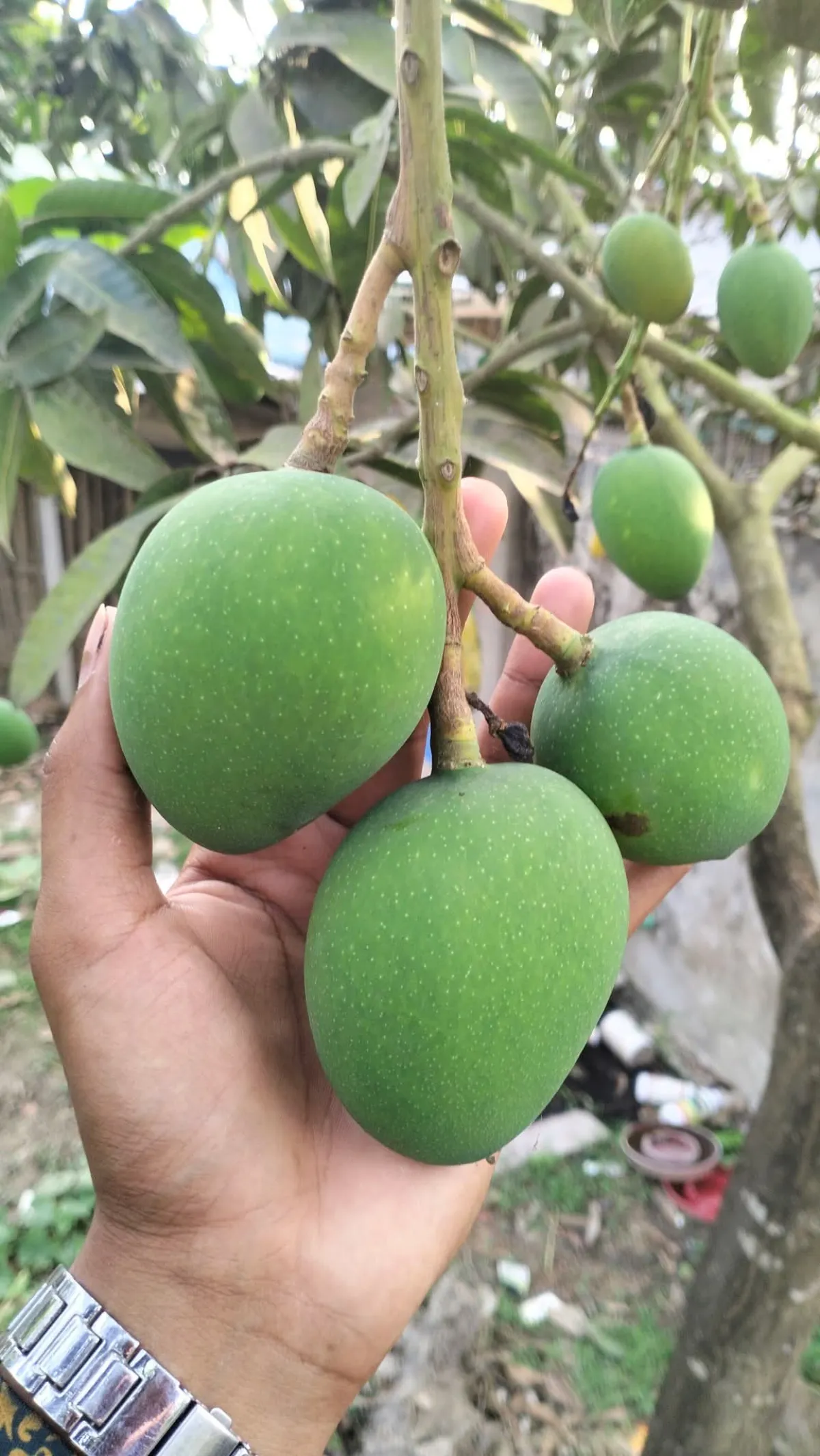 রাজশাহীর হিমসাগর আম - Image 1