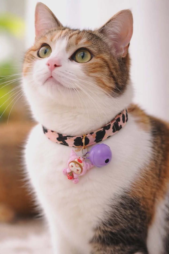 New cat collar 😻🐾_img_1