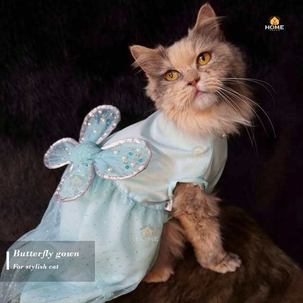 Cat butterfly gown (4 kg)_img_0