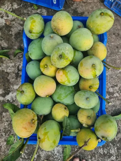 আম হিমসাগর🥭 কেমিক্যাল মুক্ত | Himsagor Mango_img_1