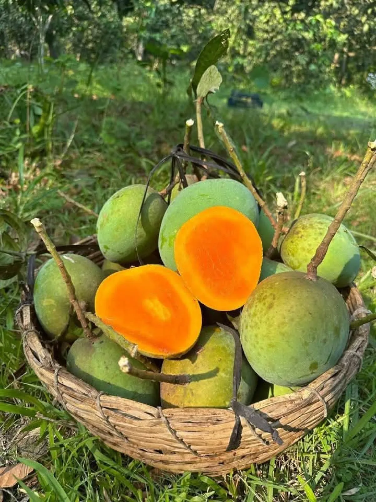 আম হিমসাগর🥭 কেমিক্যাল মুক্ত | Himsagor Mango