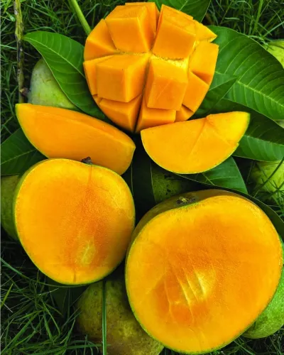 আম গোবিন্দভোগ🥭 কেমিক্যাল মুক্ত | Gobinda Mango_img_1