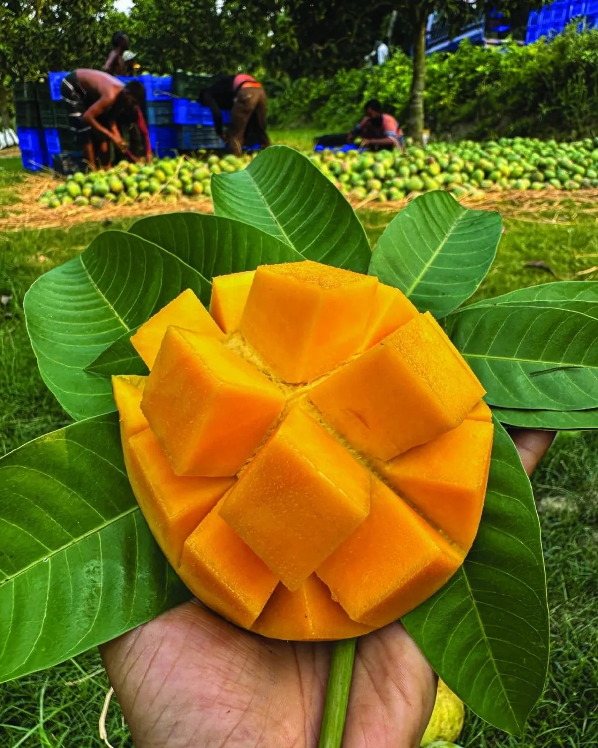 আম গোবিন্দভোগ🥭 কেমিক্যাল মুক্ত | Gobinda Mango