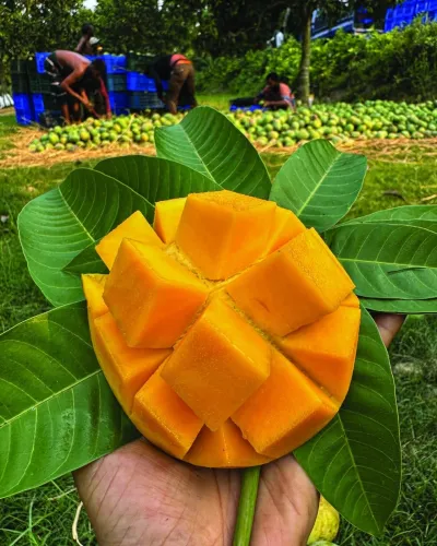 আম গোবিন্দভোগ🥭 কেমিক্যাল মুক্ত | Gobinda Mango_img_0