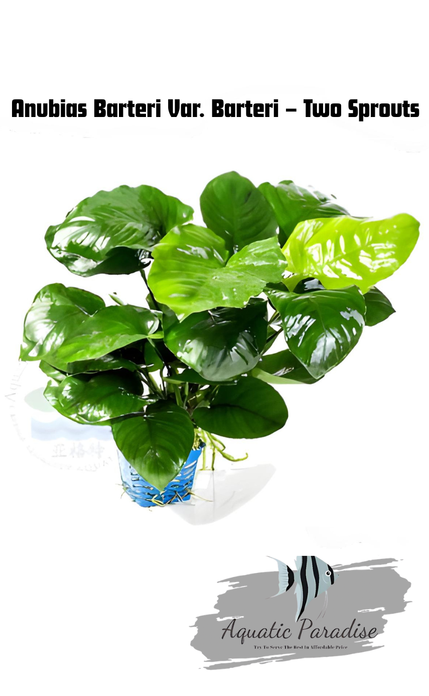 Anubias Barteri Var. Barteri – Two Sprouts