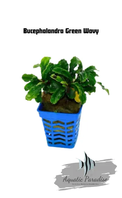 Bucephalandra Green Wavy_img_0