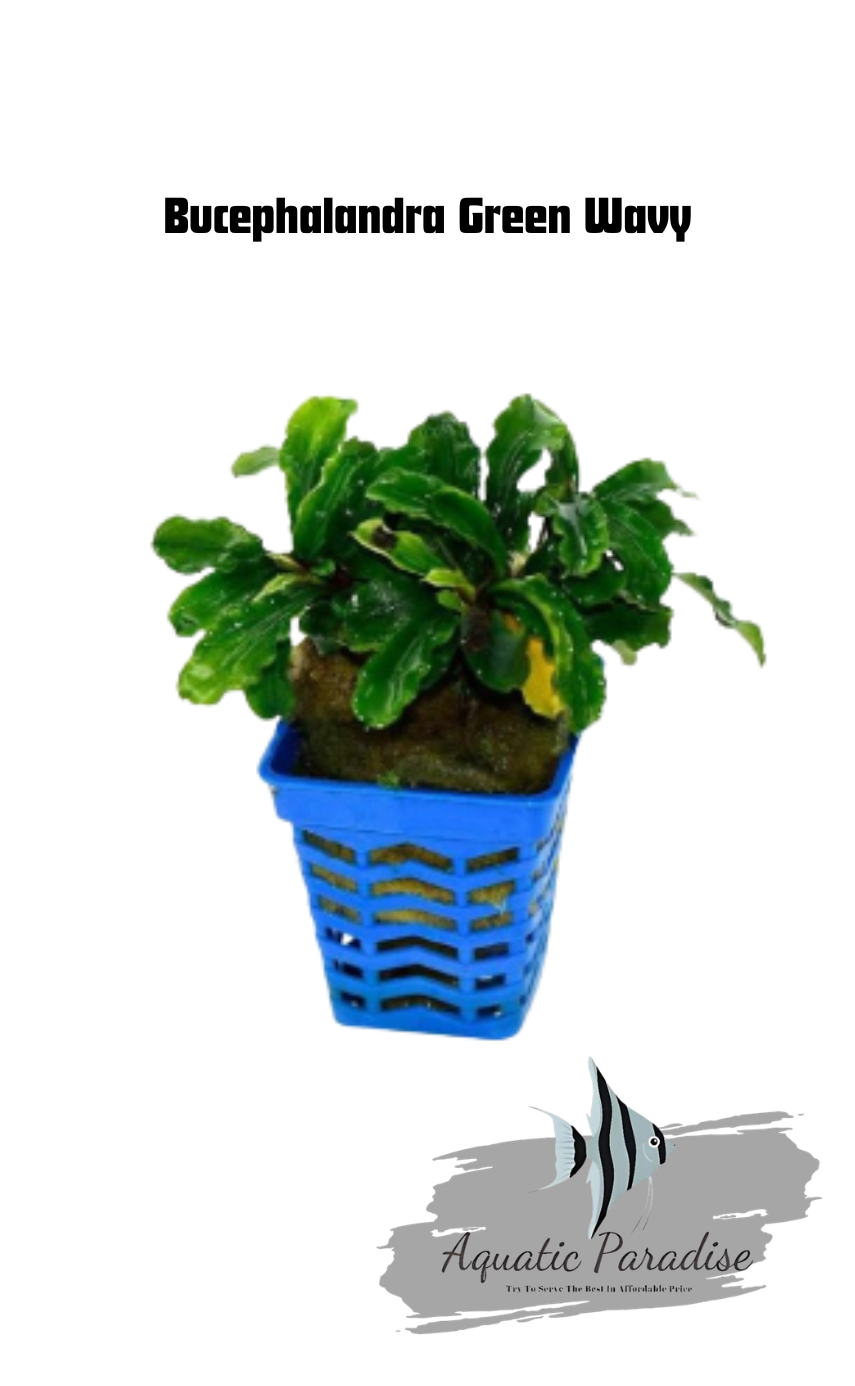 Bucephalandra Green Wavy