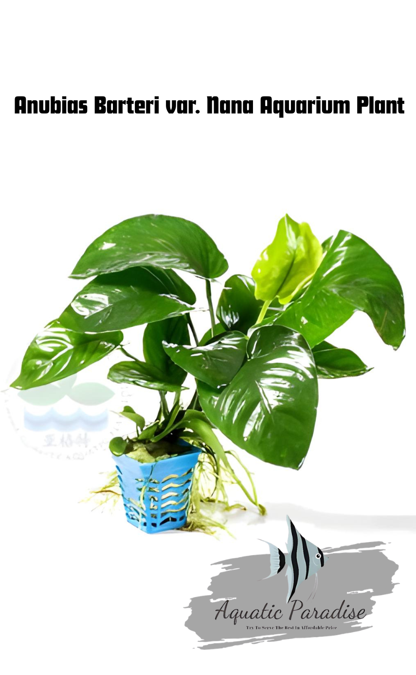 Anubias Barteri var. Nana Aquarium Plant