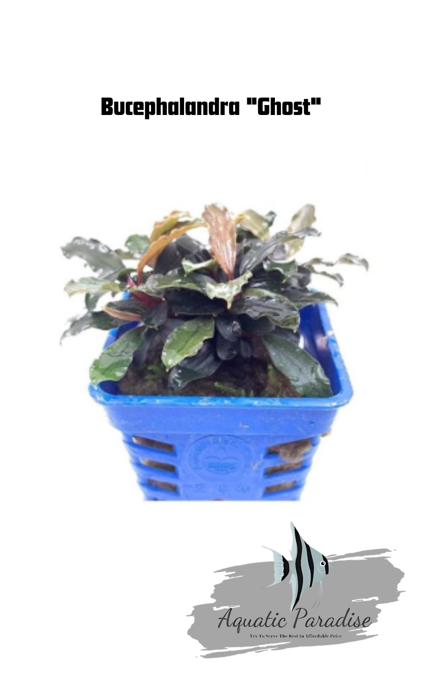 Bucephalandra "Ghost" Aquatic Plant