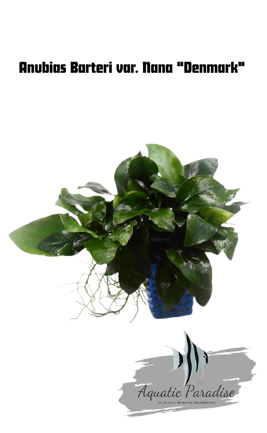 Anubias Barteri var. Nana "Denmark" Aquatic Plant