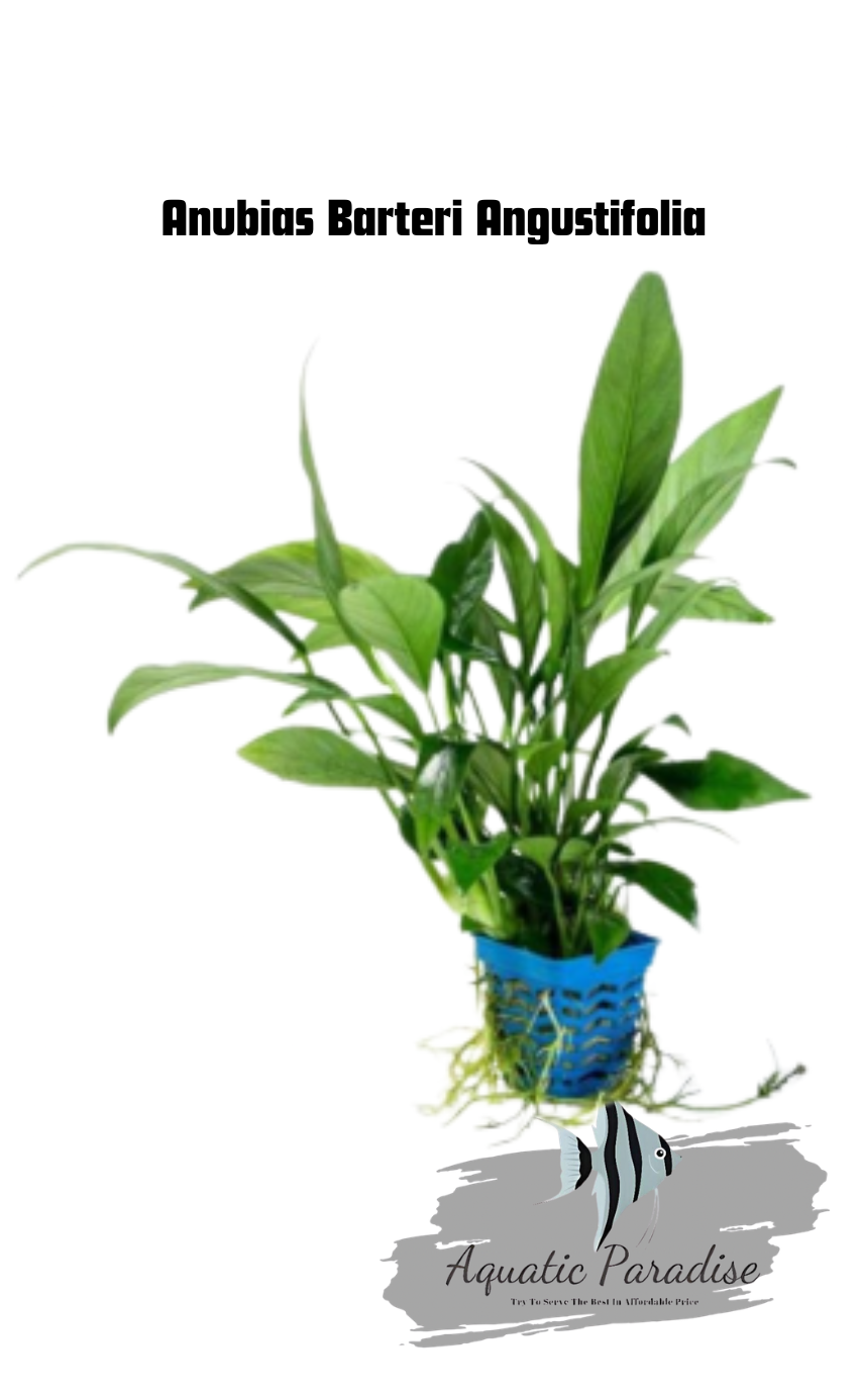 Anubias Barteri Angustifolia Aquarium Plant
