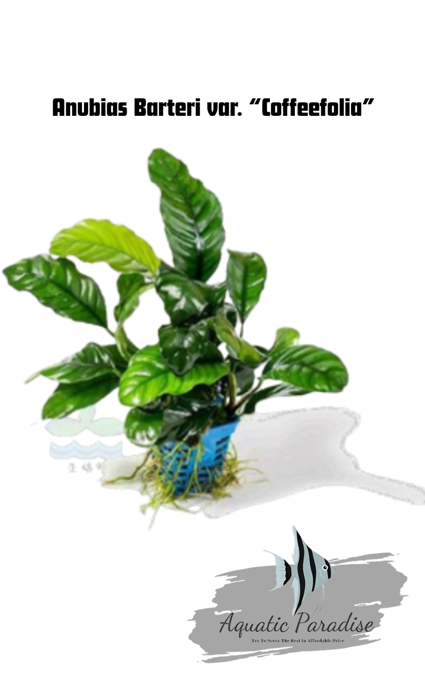 Anubias Barteri var. “Coffeefolia” Aquatic Plant