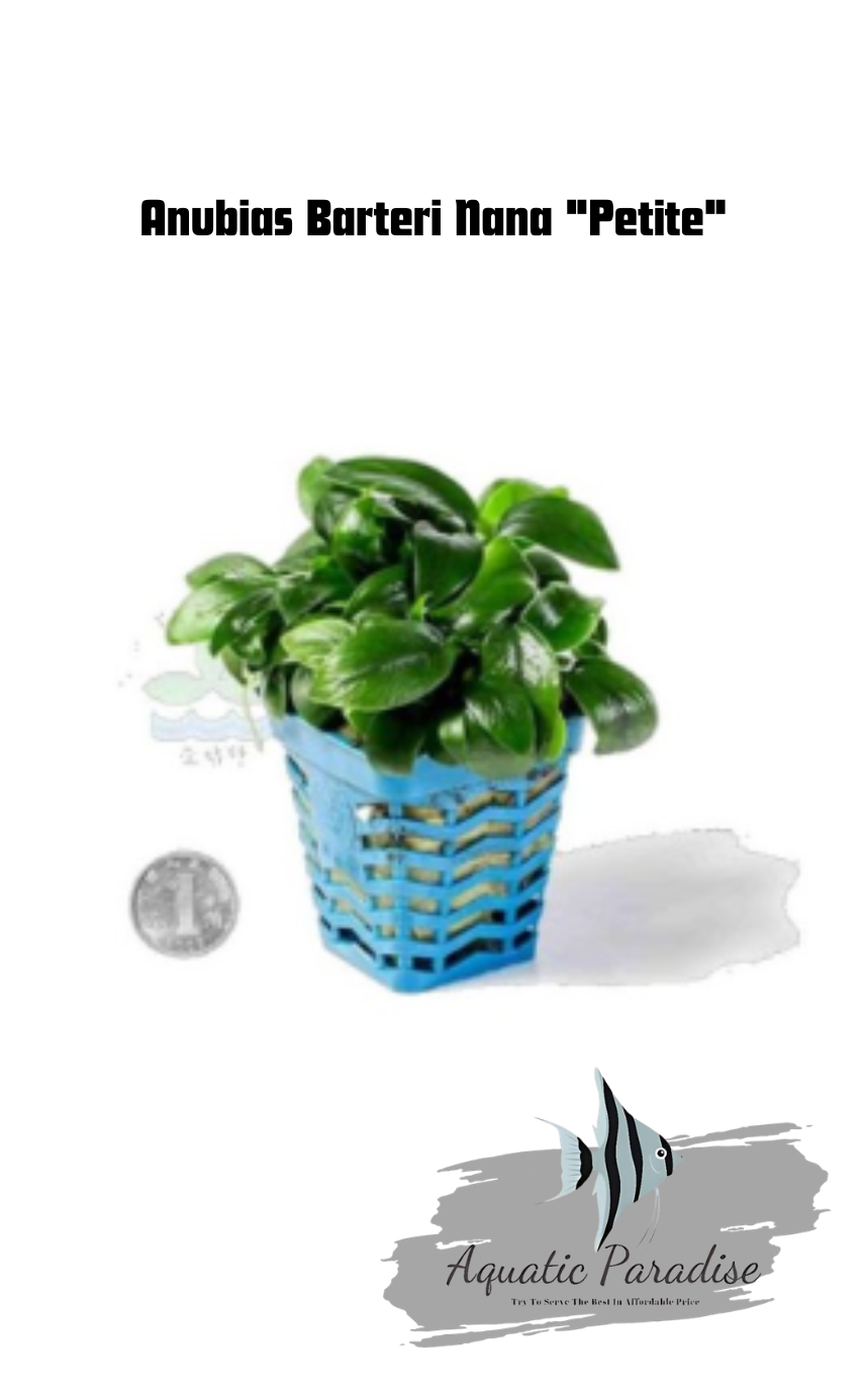 Anubias Barteri Nana "Petite"