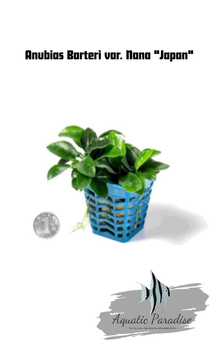 Anubias Barteri var. Nana "Japan"