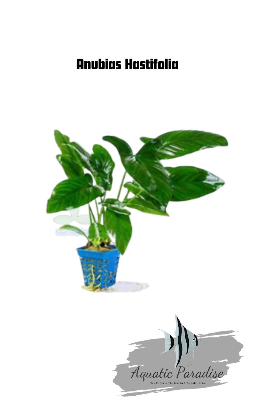 Anubias Hastifolia Aquarium Plant