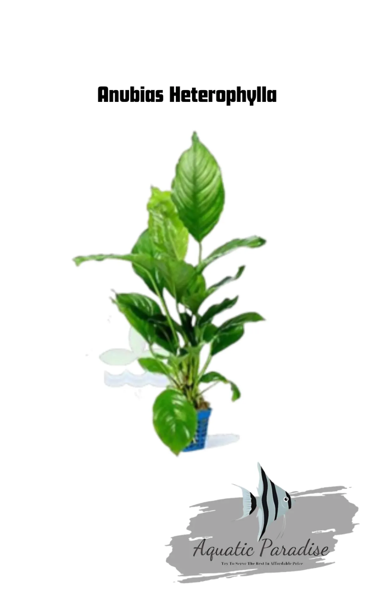 Anubias Heterophylla