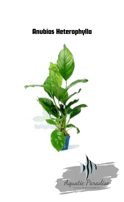 Anubias Heterophylla_img_0