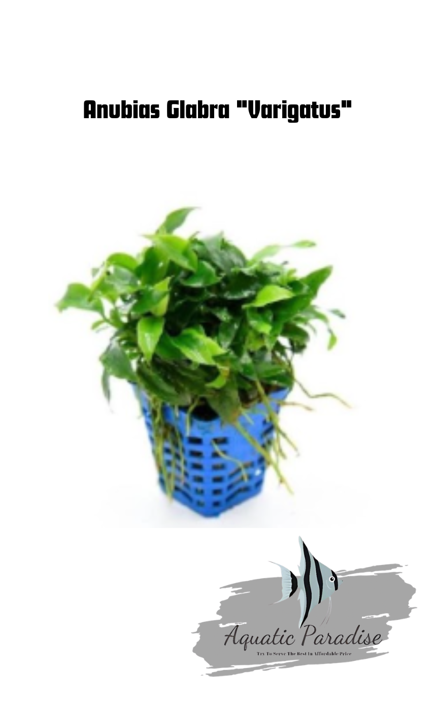 Anubias Glabra "Varigatus" Aquatic Plant
