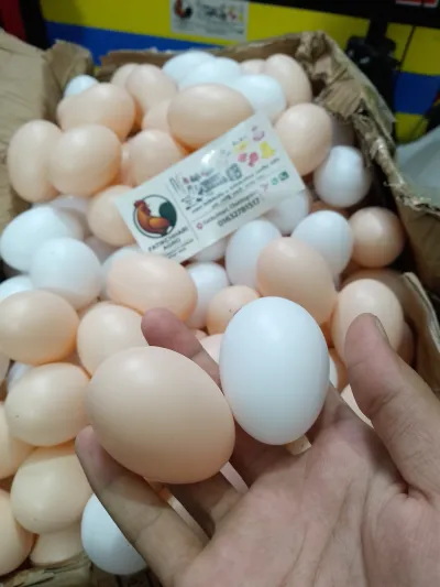 মুরগির নকল ডিম ১ ডজন ( ১২ পিস )_img_0
