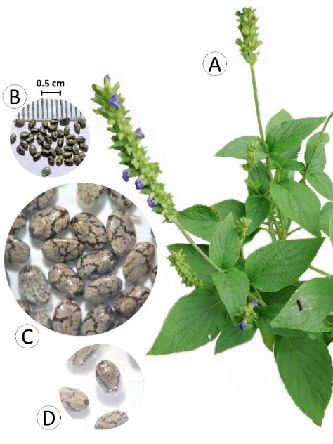Chia Seeds - 1KG ( চিয়া সীড )_img_3