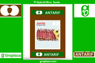 হাইব্রিড লাল ঢেঁড়স বীজ জামিল।  F1 Hybrid Okra Bhendi Seeds Jamila_img_0