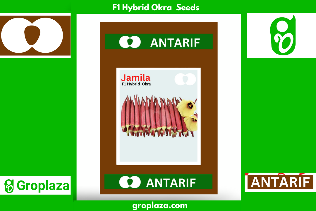 হাইব্রিড লাল ঢেঁড়স বীজ জামিল।  F1 Hybrid Okra Bhendi Seeds Jamila