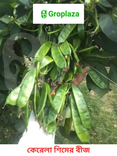কেরেলার সিমর / শিমের বীজ । Kerala Sim seeds_img_0