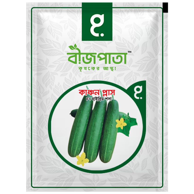 হাইব্রিড শসা বীজ কাঞ্চন প্লাস । F1 Hybrid Cucumber Seeds Kanchan plus