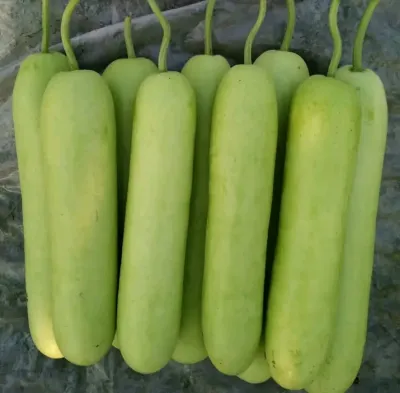 হাইব্রিড থাই লাউ। F1 Hybrid Thai lao_img_0