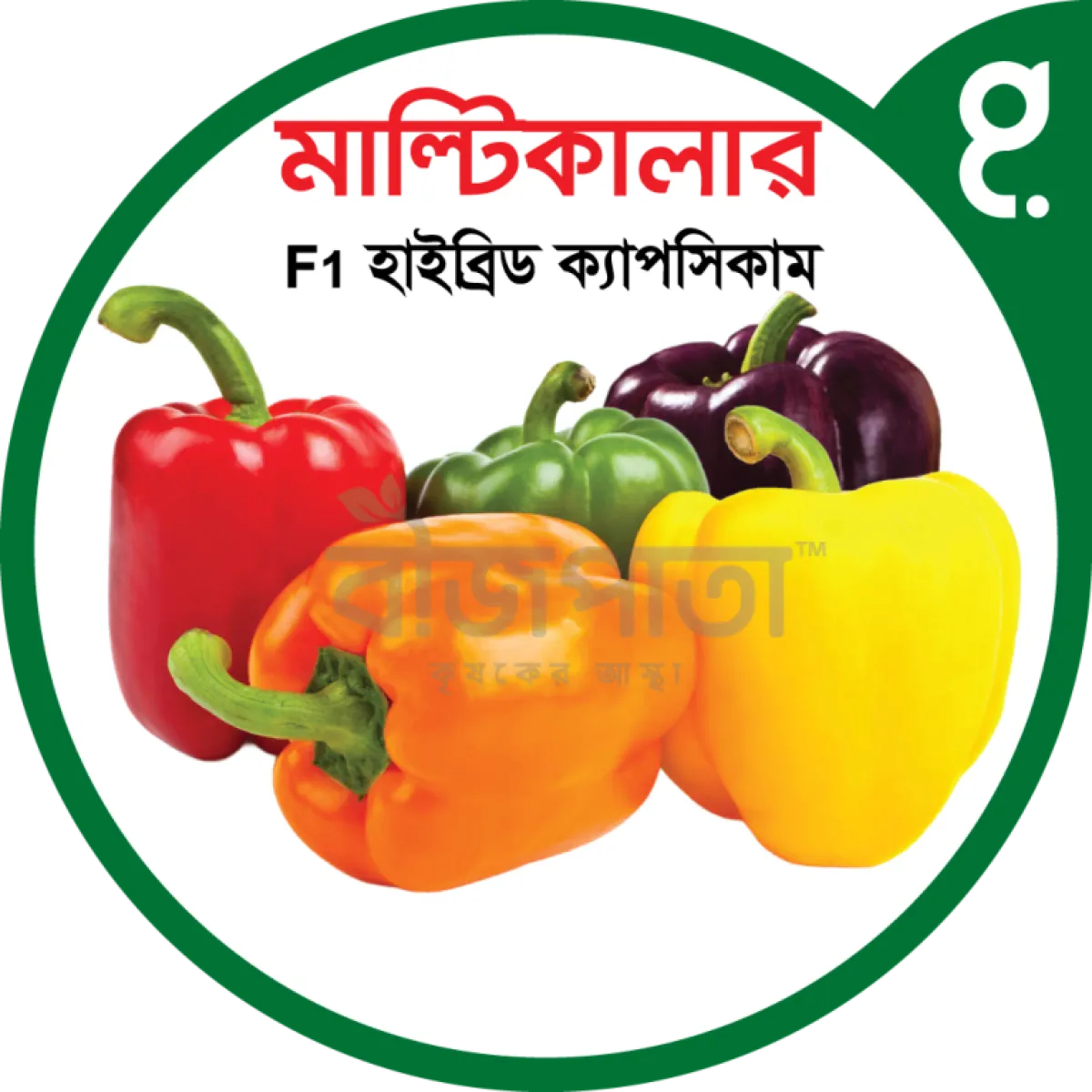 মাল্টিকালার এফ১ হাইব্রিড ক্যাপসিকাম বীজ। Multicolor F1 Hybrid Capsicum Seeds
