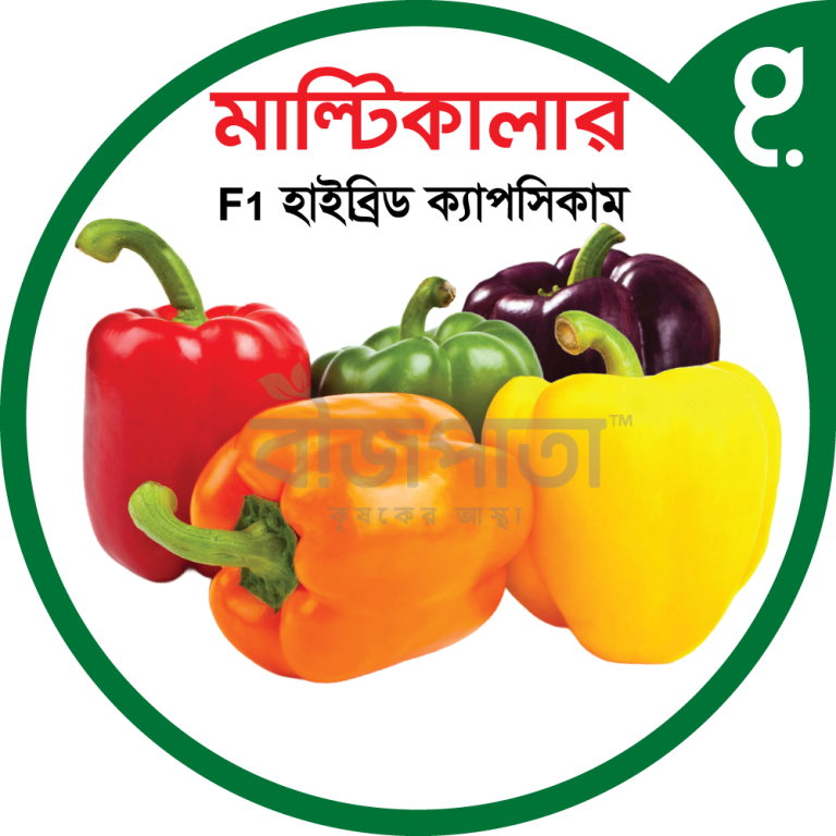 মাল্টিকালার এফ১ হাইব্রিড ক্যাপসিকাম বীজ। Multicolor F1 Hybrid Capsicum Seeds_img_0
