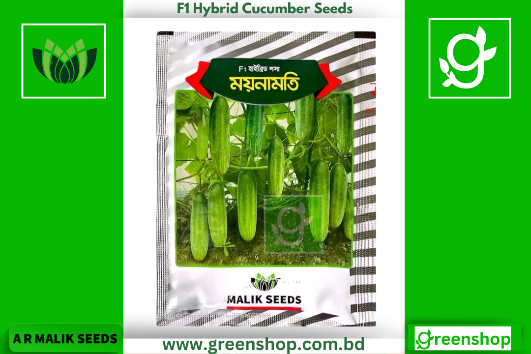হাইব্রিড শসা বীজ - ময়নামত । F1 Hybrid Cucumber Seeds eeds Moynamoti
