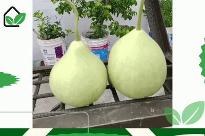 উচ্চ ফলনশীল গোল লাউ বীজ - Round gourd seeds_img_0