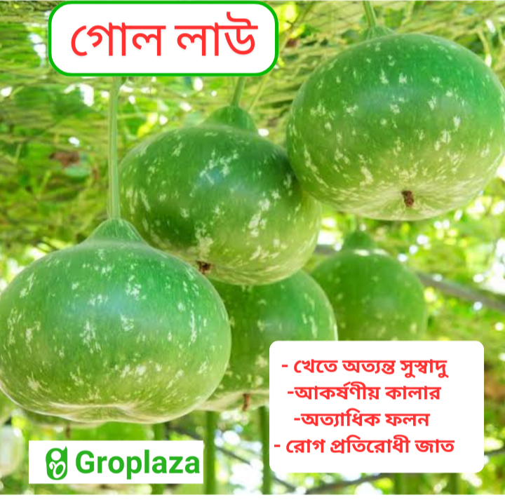 উচ্চ ফলনশীল হাইব্রিড সবুজ গোল লাউ বীজ - Round gourd seeds