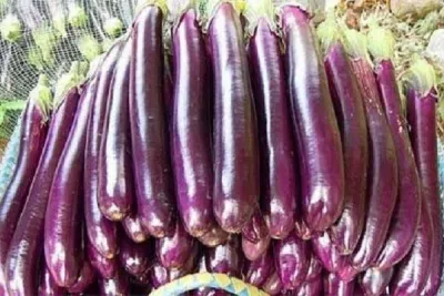 জনপ্রিয় লম্বা জাতের হাইব্রিড বেগুন বীজ। begun Hybrid Eggplant Seeds_img_0