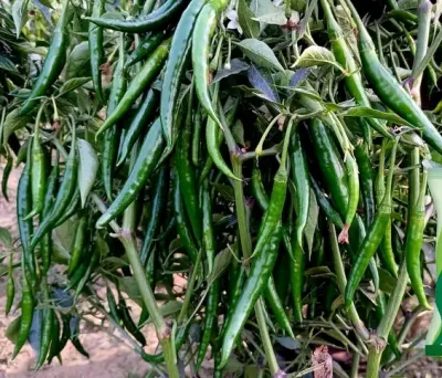 অত্যাধিক ফলন সম্পন্ন হাইব্রিড মরিচের বীজ ছাদ বাগানি অথবা বাগানিদের জন্য।_img_0