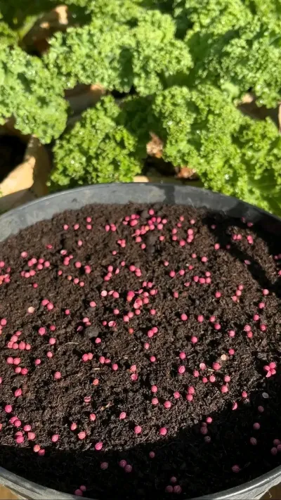 ধনিয়া বীজ / Coriander Seeds_img_4