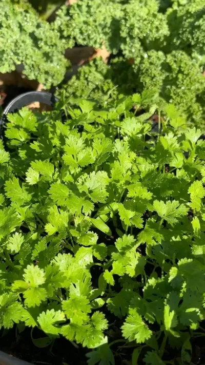 ধনিয়া বীজ / Coriander Seeds_img_0
