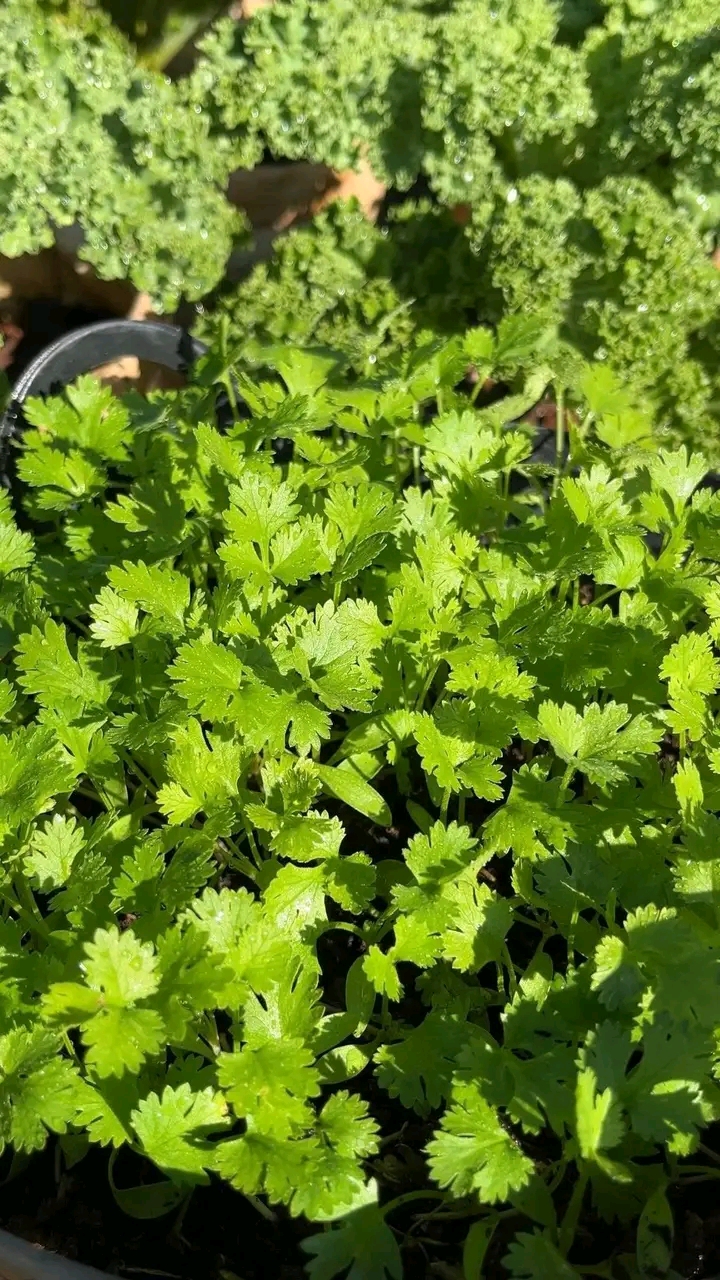 ধনিয়া বীজ / Coriander Seeds