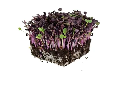 Radish Pink Microgreen Seeds_img_0