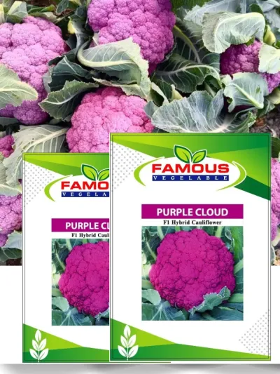 বেগুনি কালার রঙিন ফুলকপি পার্পল ক্লাউড। Purple colored cauliflower seeds Purple cloud_img_0