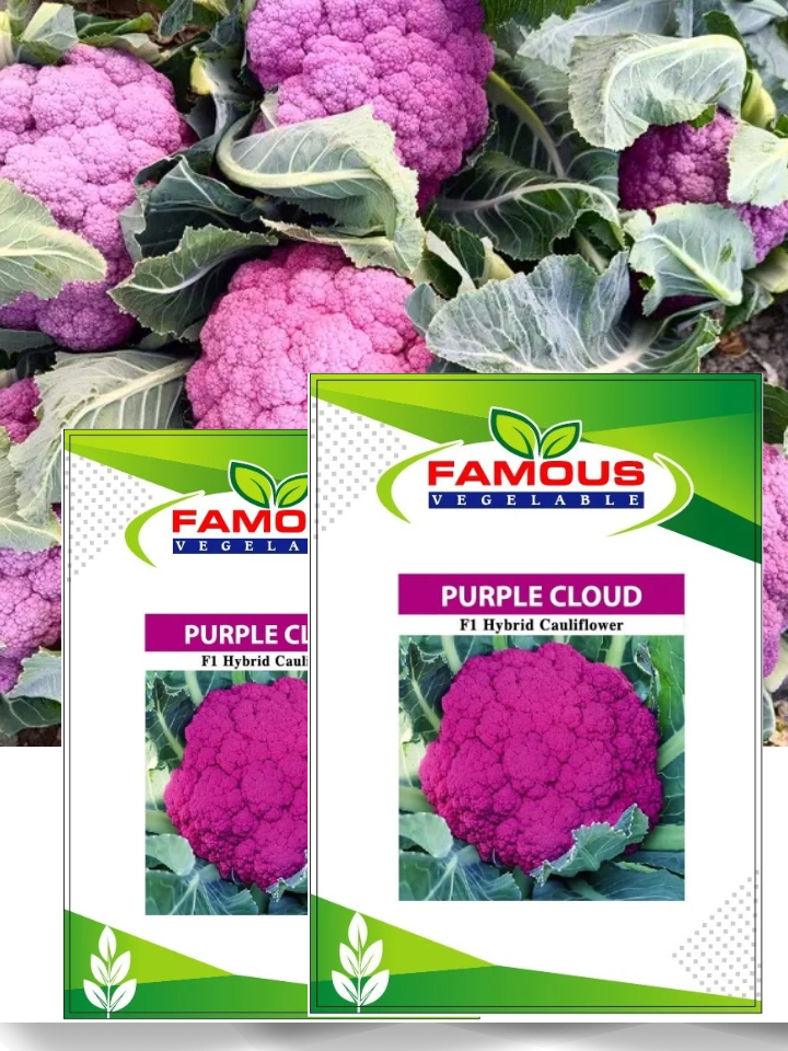 বেগুনি কালার রঙিন ফুলকপি পার্পল ক্লাউড। Purple colored cauliflower seeds Purple cloud