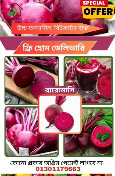 উচ্চ ফলনশীল জাতের বারো মাসি বিটরুটের বীজ_img_0