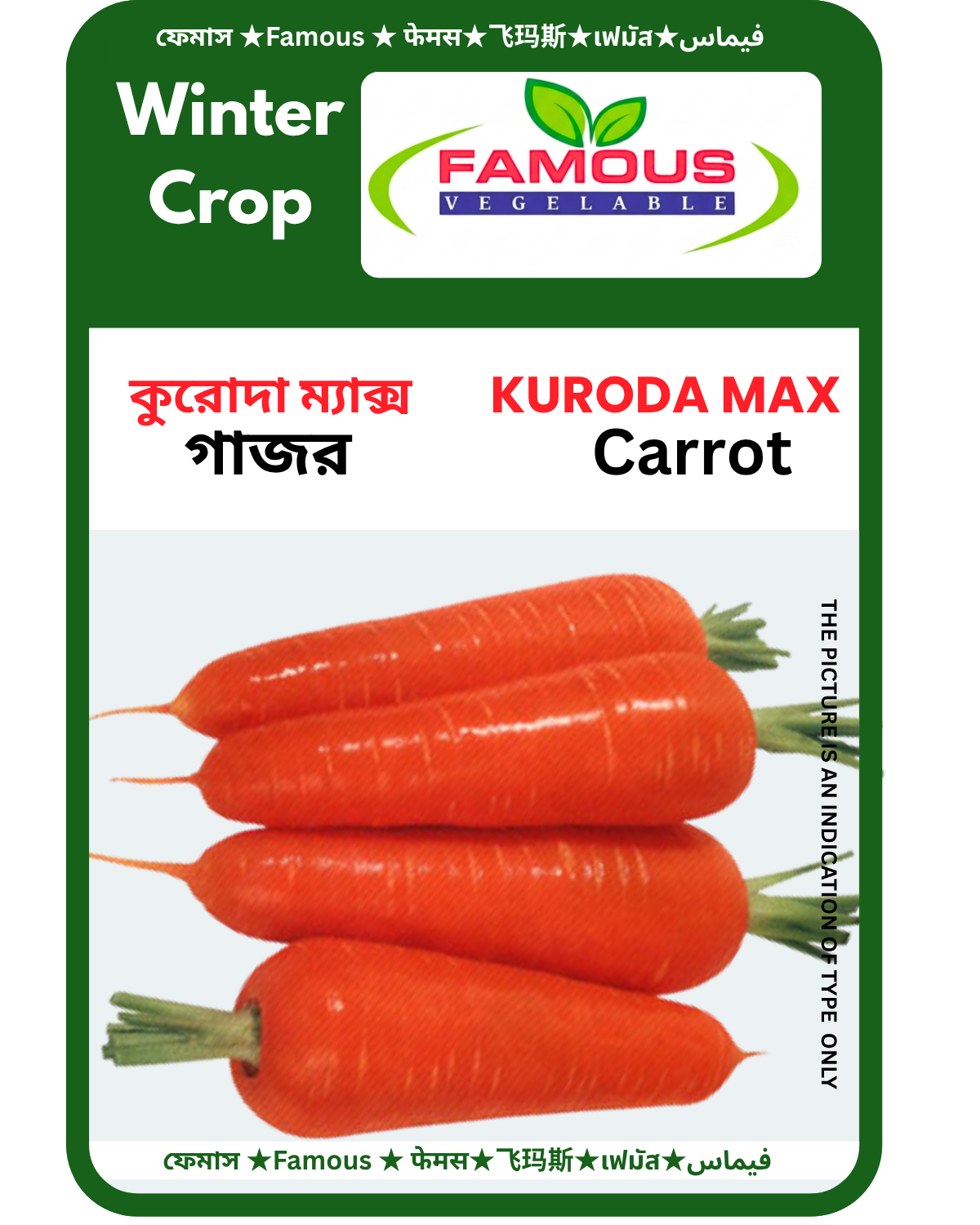 কুরদা ম্যাক্স  জাপানি গাজর। Kuroda Max Carrot