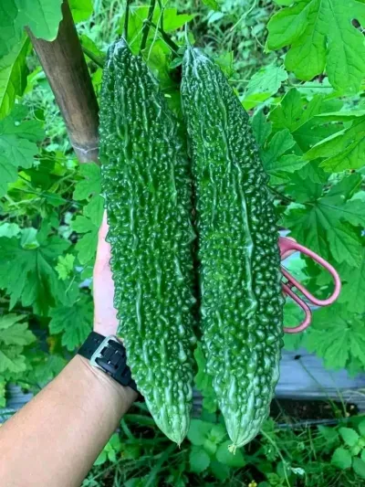 হাইব্রিড করলা বীজ_img_2